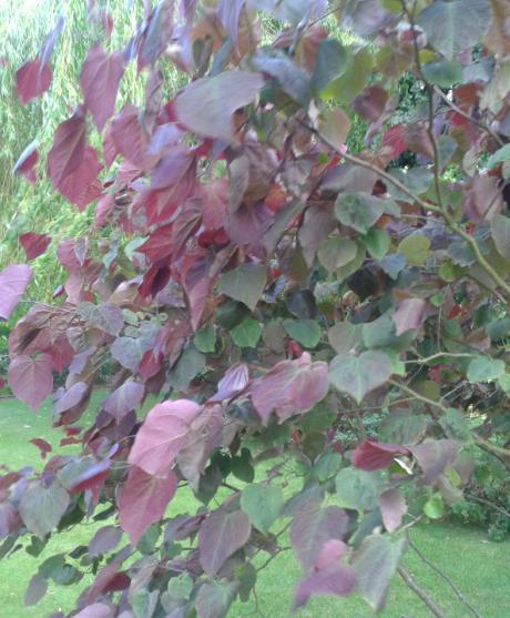 Cercis Canadensis